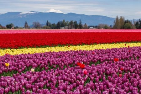 Tiptoe through the Tulips of Washington