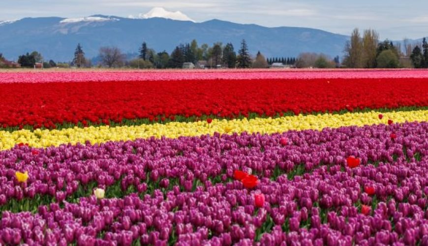 Tiptoe through the Tulips of Washington